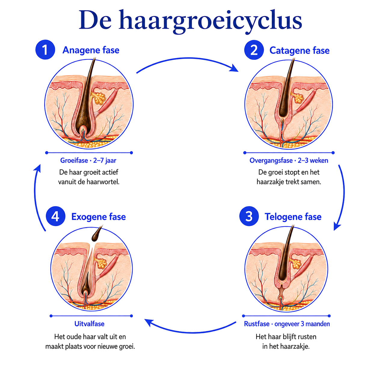 Infographic haarcyclus — anageen, catageen, telogeen en exogeen
